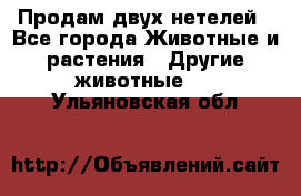 Продам двух нетелей - Все города Животные и растения » Другие животные   . Ульяновская обл.